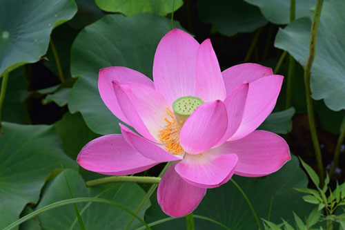中國(guó)9種香的花：一種會(huì)為你引路，一種提煉的香精比黃金還貴！