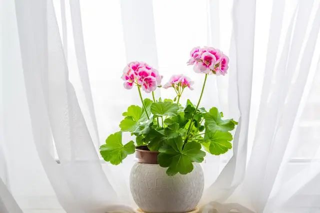 室內種植這幾種植物，讓你的房間充滿芳香，凈化空氣，芬芳室內