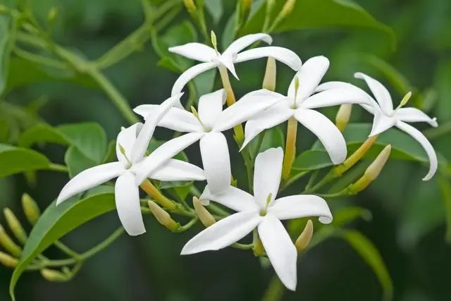 室內種植這幾種植物，讓你的房間充滿芳香，凈化空氣，芬芳室內