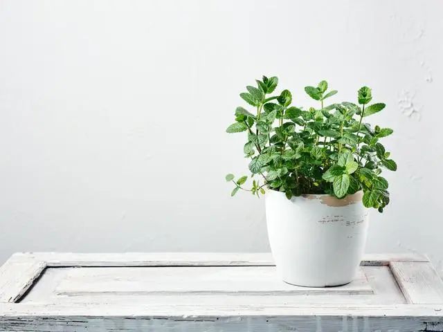 室內種植這幾種植物，讓你的房間充滿芳香，凈化空氣，芬芳室內