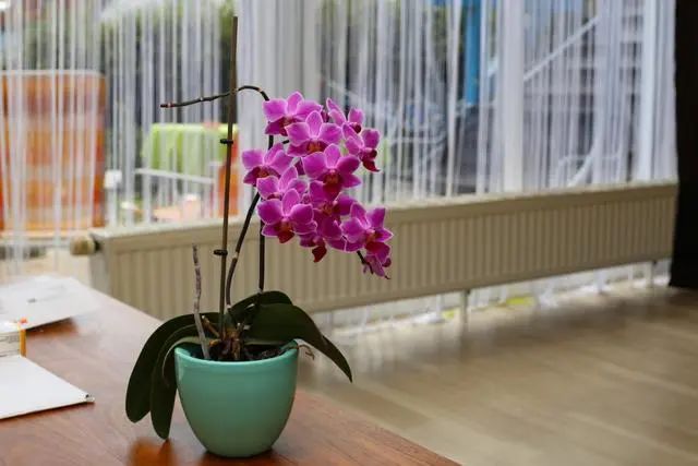 室內種植這幾種植物，讓你的房間充滿芳香，凈化空氣，芬芳室內