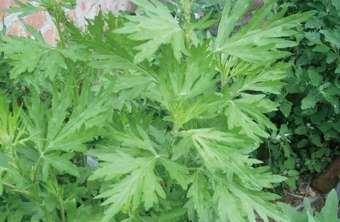 夏天來了，驅(qū)蚊的香料有哪些
